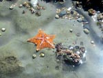 Orchre Starfish